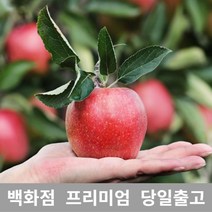 사과 2.5kg 사과 과일 부사 추석 과일종류 과일 부사, 1, 본상품선택