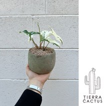 우리집 희귀식물 알보 무늬 싱고니움 - 화분 3type, 빈티지볼토분(받침포함)