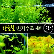 [미초 서비스증정] 키우기 쉬운 왕초보 수초 세트 [2탄] (펄그라스+타이완가가부타+암브리아) / 초보자 수초 / 수초 세트 / 구피 수초 / 치어 수초