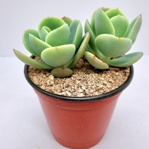 인플랜츠팜 비취후리데 2목대 다육 공기정화 반려식물