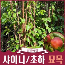 플럼코트 자두+살구나무 묘목 나무키우기 샤이니 초하 유실수 퓨전과수 정원수 원예 가든, 02.초하