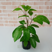 도희씨네 정원>> 폭풍성장 하는 대엽홍콩 야자 100″ class=”wr-img”></a></div></p></div></p></div></p></div><div class=