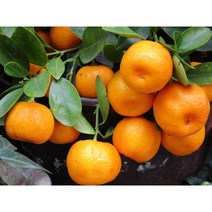 제주 노지감귤 명품귤 산지직송 당도보장 고당도 5kg 10kg, 소과(2S)