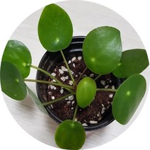 필레아페페 페페로미아 포트화분 반려식물 플랜테리어 에어플랜랜트, 1개