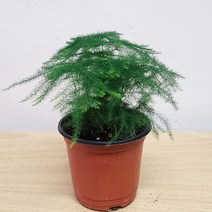 키우기 쉬운 아스파라거스 나누스 수경재배식물 실내공기정화 식물인테리어 분위기연출