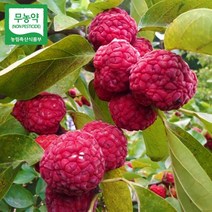 무농약 생과 햇 꾸지뽕 열매 1kg 토종 가시 구찌뽕 구지뽕 추석 선물, 일반포장, 1개