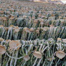 국내산 국산 자연건조 유기농 건무청시래기 100g
