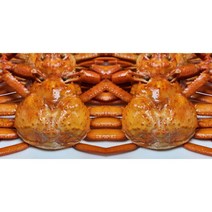 연지홍게 포항 구룡포 홍게 자숙 2.5kg
