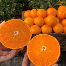 최고당도 15brix 제주 천혜향 로얄과 3kg / 4.5kg / 10kg, 3kg 중소과