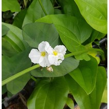 행복한꽃순이//물수선화/수생