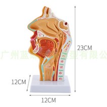 인체 코의 구조모형 과학 실습수업 코모형, 로고가 있는 C형 정상 입 비인두 시상면