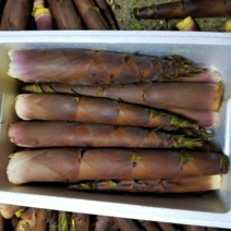 지리산 하동 분죽 10Kg 5kg 맹종죽순 수확시기 판매, 지리산 죽순 10Kg, 1개