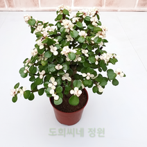 도희씨네 정원>> 핑크 아악무 외목 130″ class=”wr-img”></a></div>
</div>
</div>
</div>
<div class=