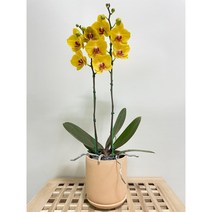 퀵 배송 축하난배달 잠실개업화분 교대승진난 서울서초개업화분 양재축하화분 문정개업화분 강남축하화분 송파축하화분 장지승진축하난 잠실퀵배송 수서꽃배달 성남개업화분사당난배달서울승진축하난, 5.보라