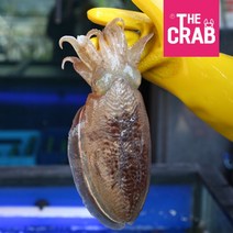 제철 활 갑오징어 생물 냉동, 1개, 갑오징어 소 1kg (10미전후/냉동/통찜)