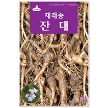 민속씨앗 잔대씨앗 1000립 씨앗, 1개
