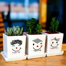 미나의정원 사랑담은 미니 다육 공기정화 화분, 미니다육화분