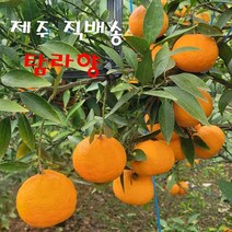 제주 감귤 레드향에 이은 신품종 만감류 탐라향 가정용 선물용 3kg 5kg 10kg, 가정용 혼합과 3kg