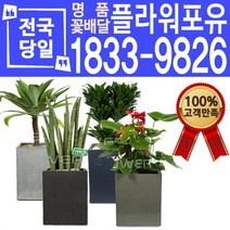 관엽식물 공기정화식물 대전 대구 울산 개업화분 화분배달, (선택84)인삼팬다