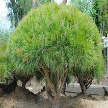 착한가격나무생각/일반반송/30cm~40cm, 주