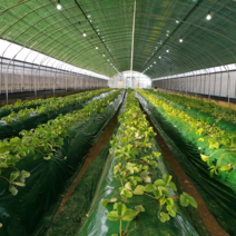 해충 억제 녹색 멀칭 비닐 두께0.03mm 폭100cm 길이200m 농업용 농사용 썬라이크 필름, 100cm/200m(친환경 인증농가)