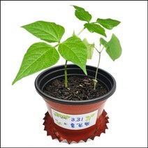 [IL∃7] 자람 씨앗이 싹트는 조건과 강낭콩의 한살이(4개세트) 재배 학습 관찰 과학완구 교육 초등교구 키우기_E∃8260eA, ∠본상품