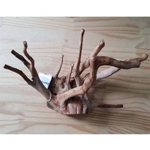 뿌리가지유목 브렌치유목 20~30cm