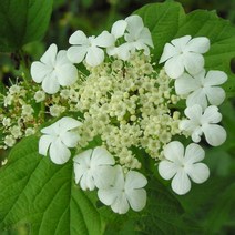 목하원예조경 백당나무 묘목 H1.0 개화주