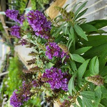 봄바람가든 붓들레아 리틀퍼플 꼼꼼한포장 왜성붓들레아 버터플라이시리즈 개화주