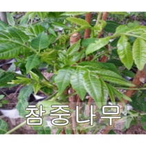 참중(참죽/가죽)나무 2년생특묘 5그루
