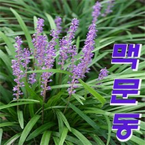 지리산다원 맥문동모종3~5분얼, 20개