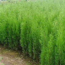 충주원예조경/조선측백/울타리용/1.5m, 주