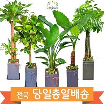 고급 대형화분 개업 축하 화분 전국 당일배송, 27. 포인세티아