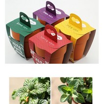 식물 허브 씨앗 심기 치료 안정 화분키트 새싹기르기, 라벤더