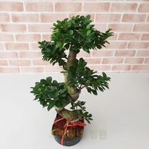 도희씨네 정원>> 고풍스러운 분재 미니 가지마루펜다 289″ class=”wr-img”></a></div></p></div></p></div></p></div><div class=