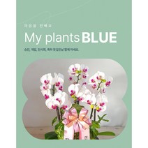 마음을 전하는 고급스러운 선물 서양난, 기본형