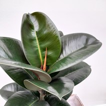 꽃파는농부 - 플랜테리어로 좋은 깔끔한 공기정화식물 인도고무나무