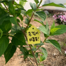 다온 원예 라벨 중형 수목표찰 100개입