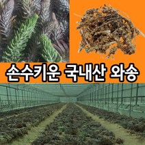 김천 직영농장 건와송 생와송 100g, 1개, 1개
