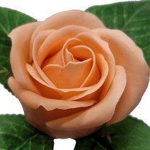 [리얼 비누꽃] 프리미엄 비누장미 - 피치 (50송이- 6cm 꽃+4일꽃철사 ) - 비누꽃 만들기 조화 꽃다발 부케 원데이클래스 스냅촬영 소품