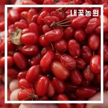 내꽃농원 산수유 R3cm내외