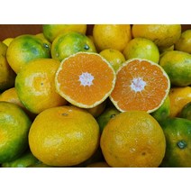 노지감귤 5kg (소) 제주조생귤 황금향 천혜향 한라봉 레드키위 조생귤, 상세페이지 참조