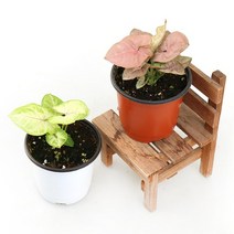 갑조네 핑크싱고니움 네온싱고니움 싱고니움 공기정화식물 인테리어 화분 실내인테리어, 핑크