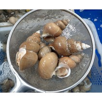 [산지직송] 울릉도 동해 앞바다 활 백골뱅이 백고동 1kg, 대 1kg (15미 내외)