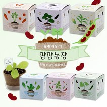 팜팜농장 모종키우기 6종 / 새싹기르기 모종키우기 씨앗 꽃 재배, 옥수수
