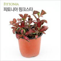 [바보사랑] (수경재배식물) 피토니아 핑크스타 (Fittonia), 상세 설명 참조