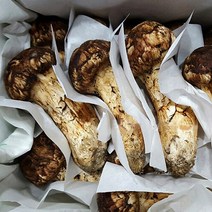 자연산 봉화송이버섯, 국내자연산 송이버섯 1등급(냉동) 500g
