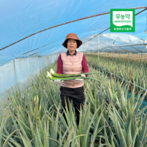 무농약 생 알로에 알로에베라 생잎 8kg, 생잎 20kg