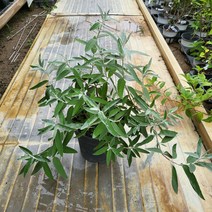 봄바람가든 붓들레아 은엽붓들레아 꼼꼼한포장 왜성붓들레아 실버애니버서리붓들레아 개화주