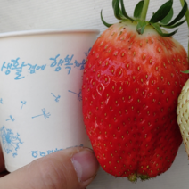 [무농약] 프리미엄 생딸기 논산 산지직송 로얄 킹스베리 대왕딸기 설향딸기 특대 왕딸기 선물세트 특 왕특 대왕 고당도 국산 딸기 당일배송, 4. 설향딸기 특대 (개당 28g 이상) 한판